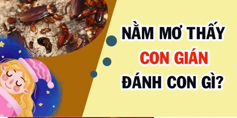 Ý nghĩa của việc mơ thấy gián là gì?